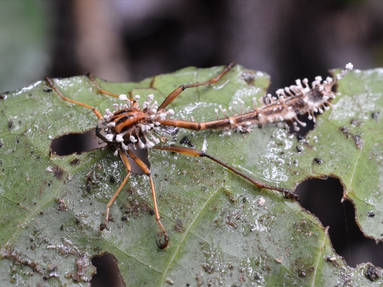 Ophiocordyceps floriformis